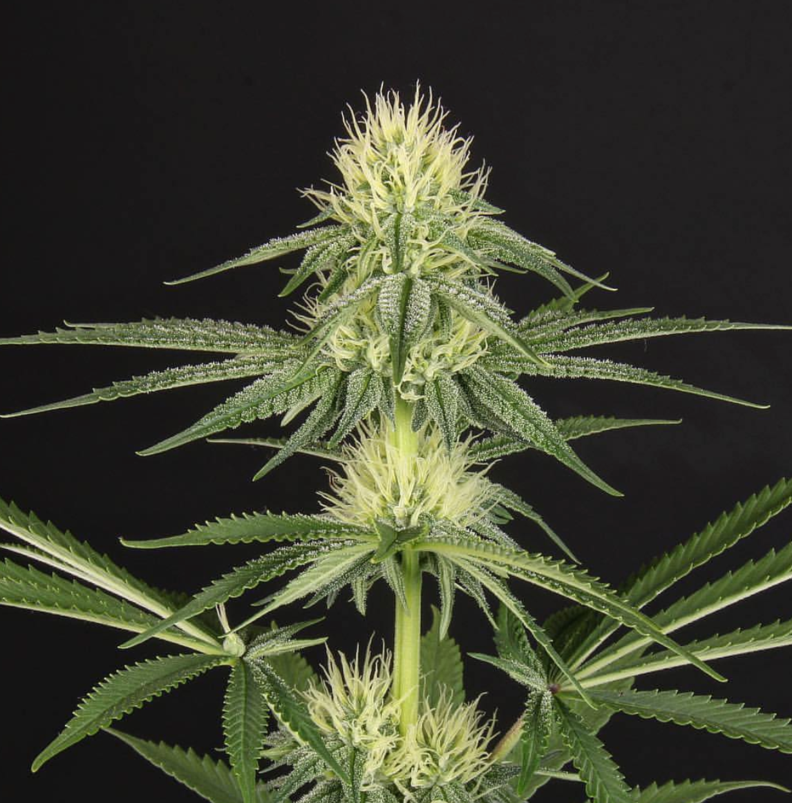 Collection of  in a gallery layout